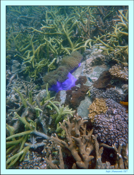 2009   07   Perhentians 051